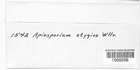 Apiosporium stygium image